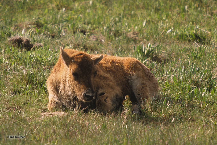 Bison calf resting in a meadow in Yellowstone NP