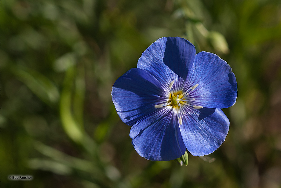 Blue flax (Linum lewisii) is a perennial plant in the family Linaceae, native to western North America from Alaska south to Baja...