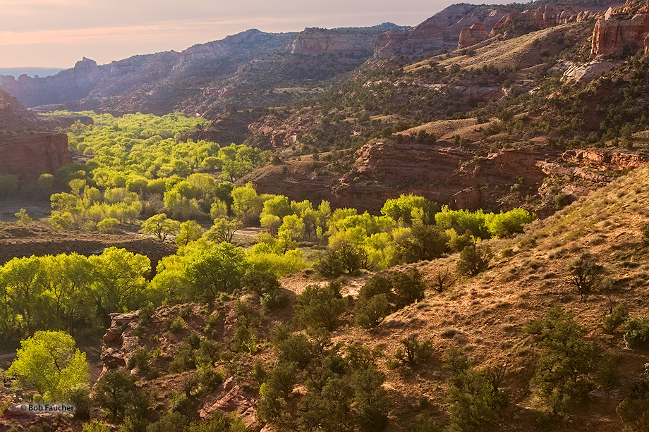 Cotonwoods lining the banks of Boulder Creek near the Boynton Lookout glow with the backlight of sunrise