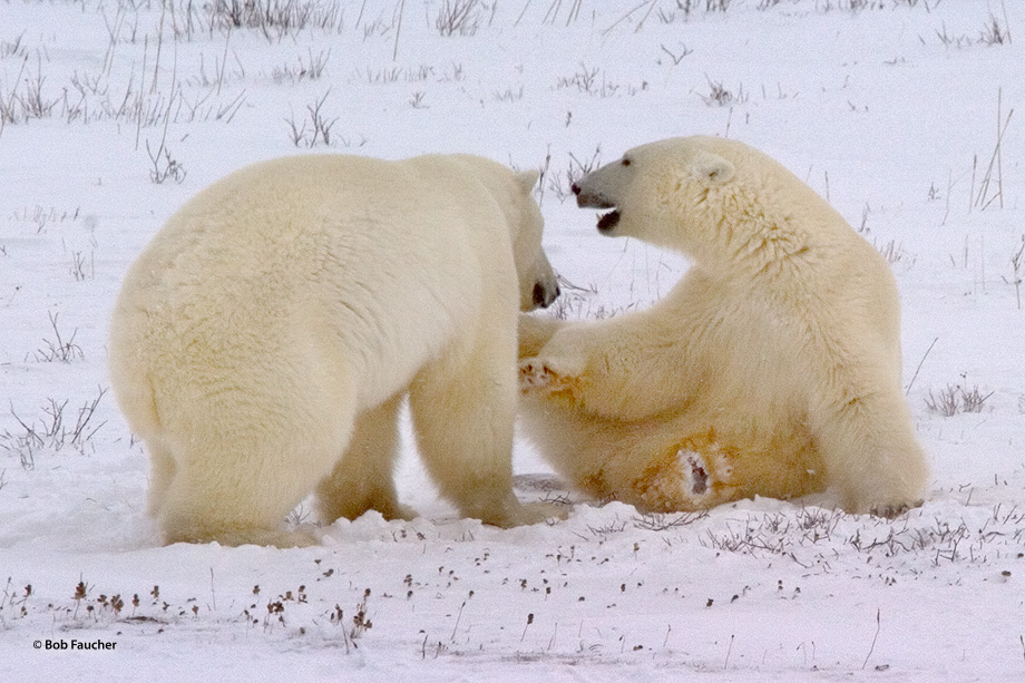 Male polar bears engage in sparring activities, play fighting, to determine their relative position in the heirarchy