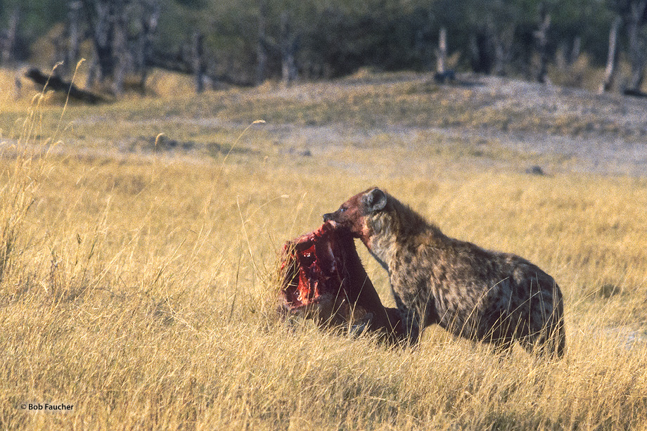 One early morning a spotted Hyena was found carrying the carcass of an antelope through the savannah.
