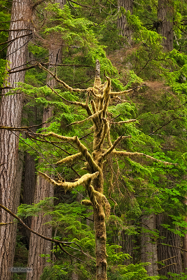 An old, moss-covered snag, seems to be pleading with the neighboring trees for assistance, who have responded with what looks...