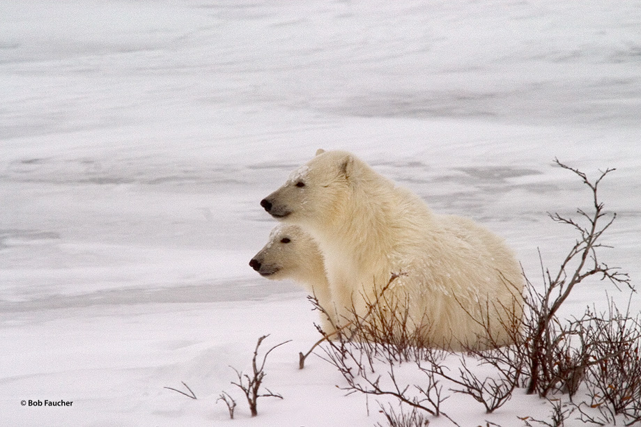 Young polar bear cubs (Ursus maritimus) wait behind a low snowdrift while their mother searches for food.