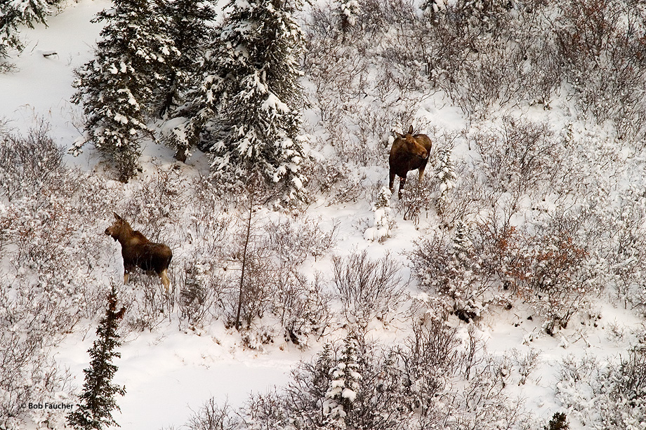 Two moose (Alces alces), browsing in the willow stand, are disturbed by the noise of the helicopter overhead