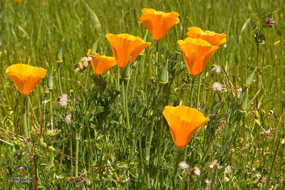 The California state flower (Eschscholzia californica) is nearly ubiquitous throughout the state.