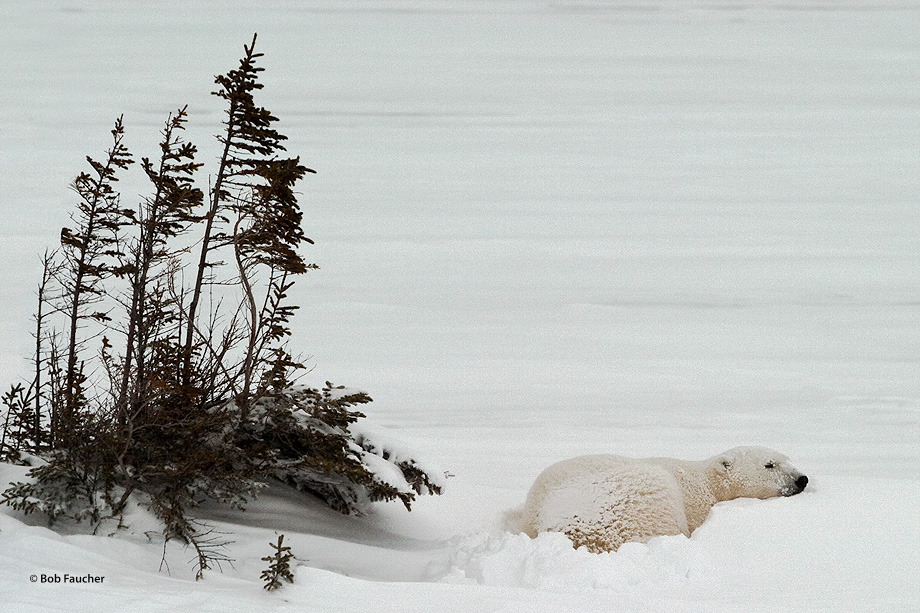 This bear (Ursus maritimus) has found himself a peaceful place to camp out near some trees with a snow drift as a pillow