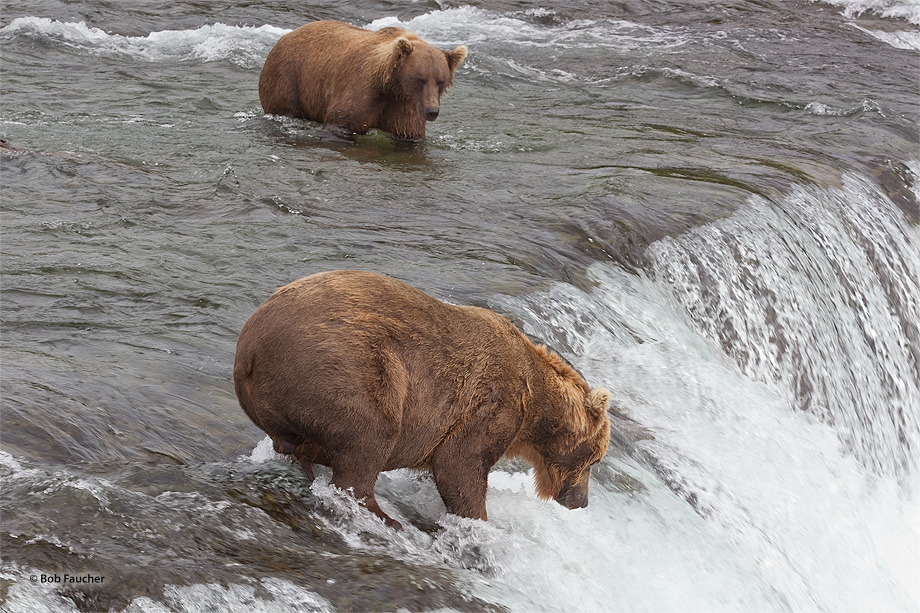 Young bear questions his safety in approaching the older bear