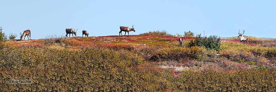 Small herd of Caribou, with its dominant bull to the right, graze high above the Sable Pass in Denali NP