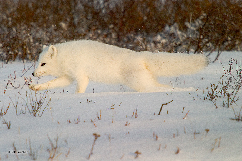 An arctic fox (Vulpes lagopus) cavorts in the snow under warm afternoon light, teasing the camp dogs to chase him