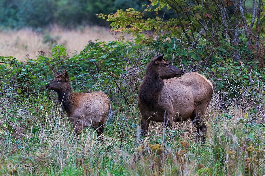 A cow and calf elk check in all directions for potential threats and opportunities as they begin their grazing in the early morning...