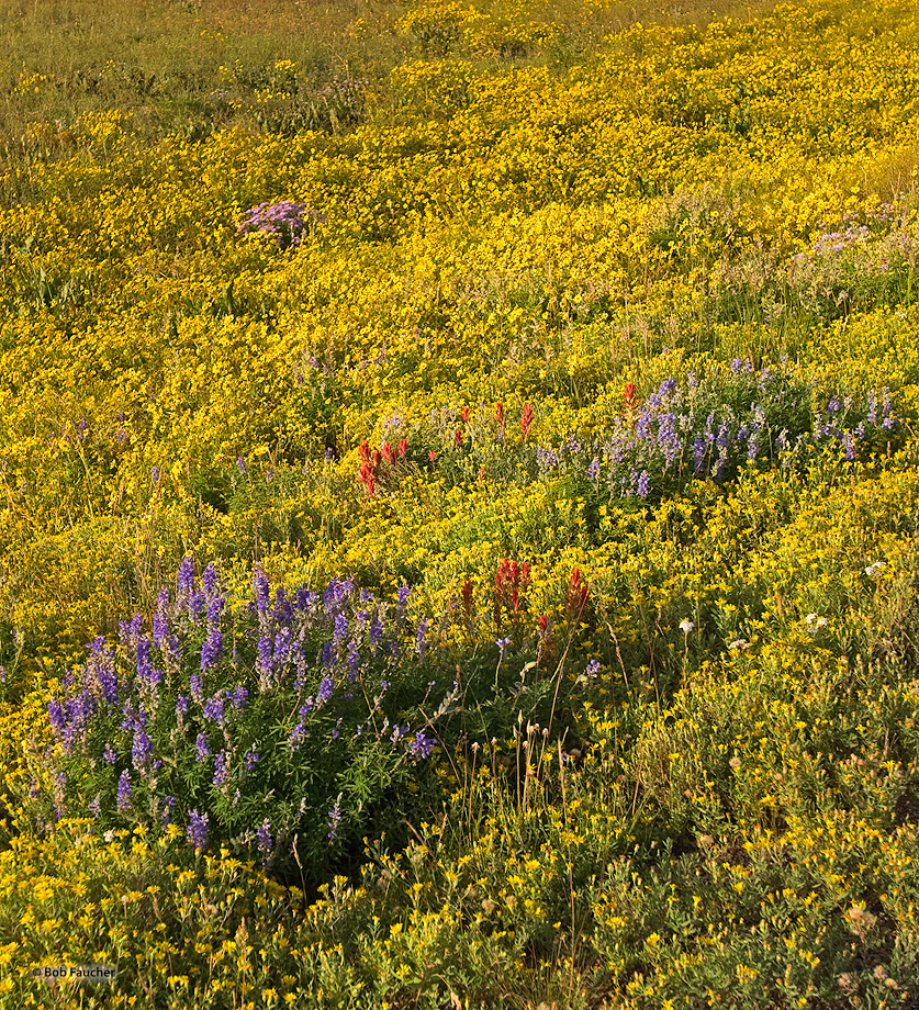 A field of wildflowers near Rabbit Ears Pass, Colorado.
