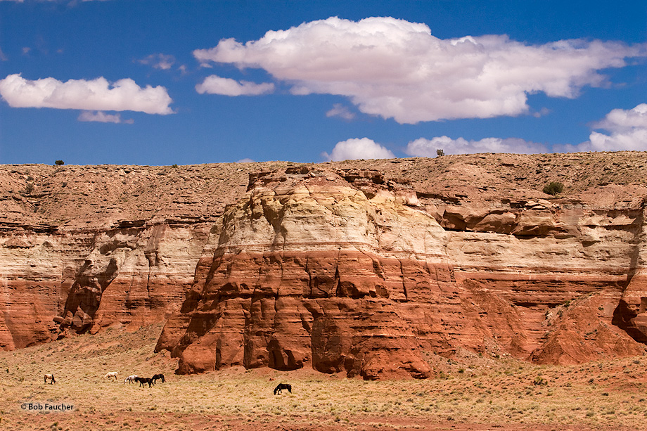 Cumulus clouds drift by the striated sandstone walls of Comb Ridge as a few native horses graze in the valley