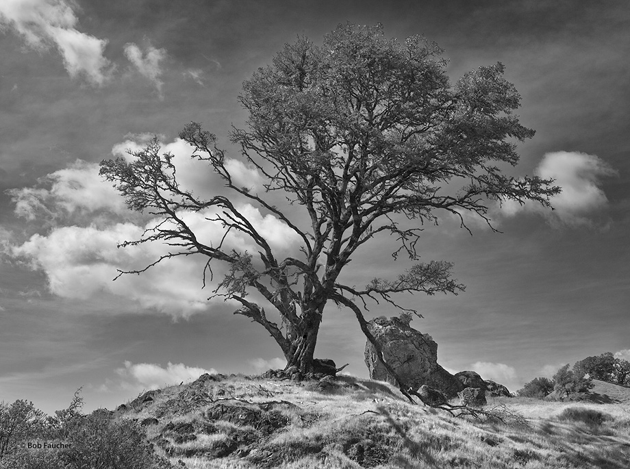 Well above the Redwood Valley this tree contends with little water, high winds that dessicate and crack its limbs, rocky soil...