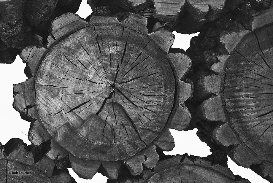 A stack of cordwood, with heavily furrowed bark, takes on the appearance of mechanical gears.