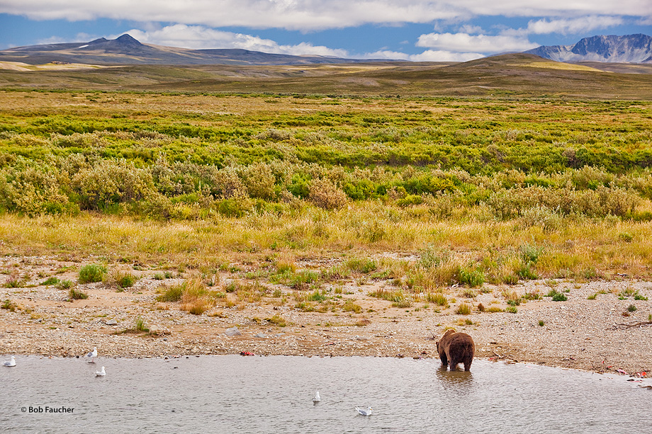 The environment around Moraine Creek is stunning. The Bear is a bonus.
