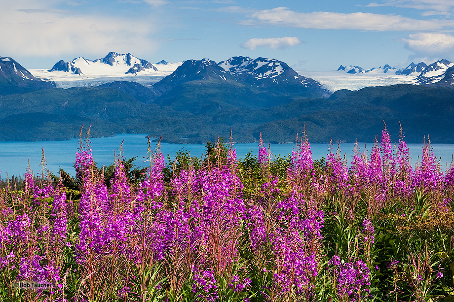 The Kenai Range has numerous glaciers that descend off the Harding Icefield. Some, like these two, move toward the Kachemak Bay...