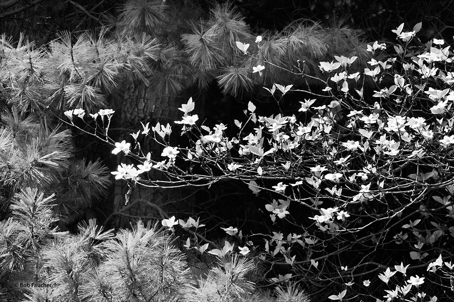 Dogwood blooms reach into an open area in a pine forest