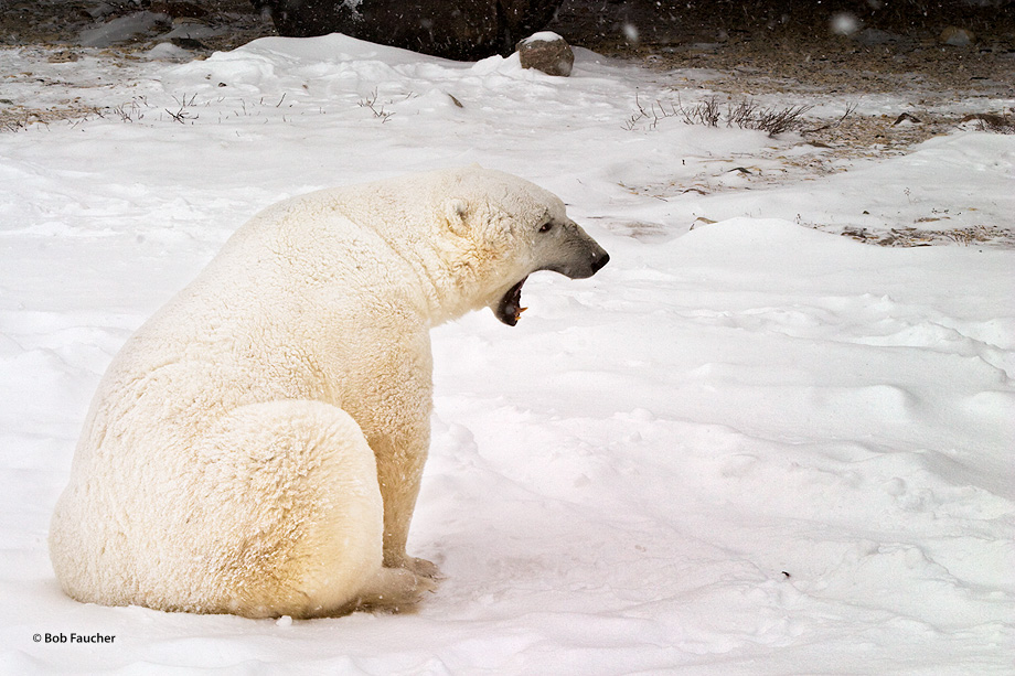 Dancer, the largest bear (Ursus maritimus) in the celebration makes threatening gestures to assert his dominance