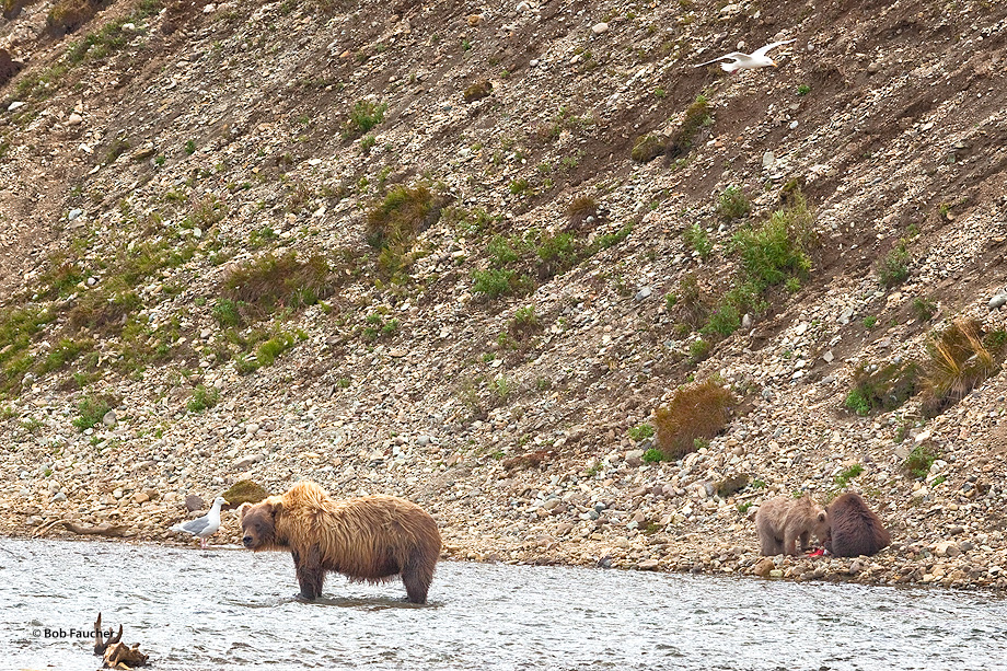 Sow and cubs along Moraine Creek