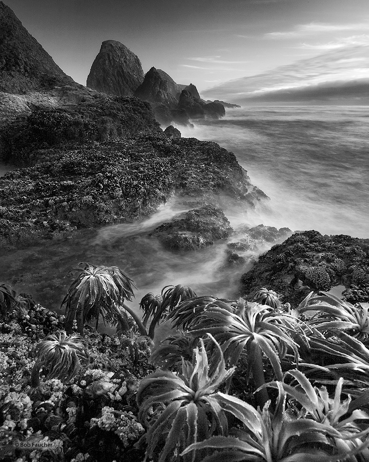 Low tide exposes sea palms on the barnacle-encrusted flanks of offshore rocks