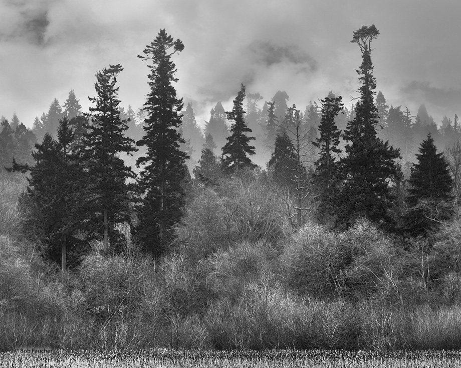 The Edmonds Marsh, seen here on a foggy morning in February, is one of the few urban saltwater estuaries remaining in the Puget...