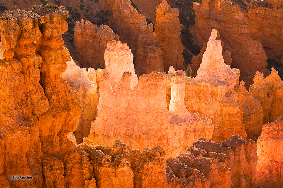 A tight group of hoodoos are struck by strong morning light causing them to glow like embers in a dying fire.