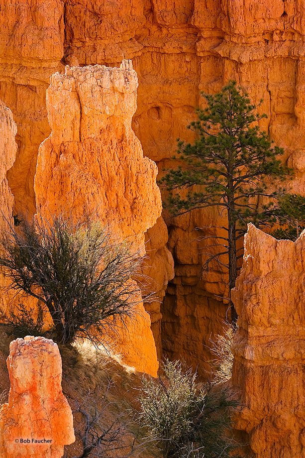 An isolated hoodoo, nestled below a wall along the Fairyland Trail and flanked by mesquite and a lone pine tree, begins to glow...