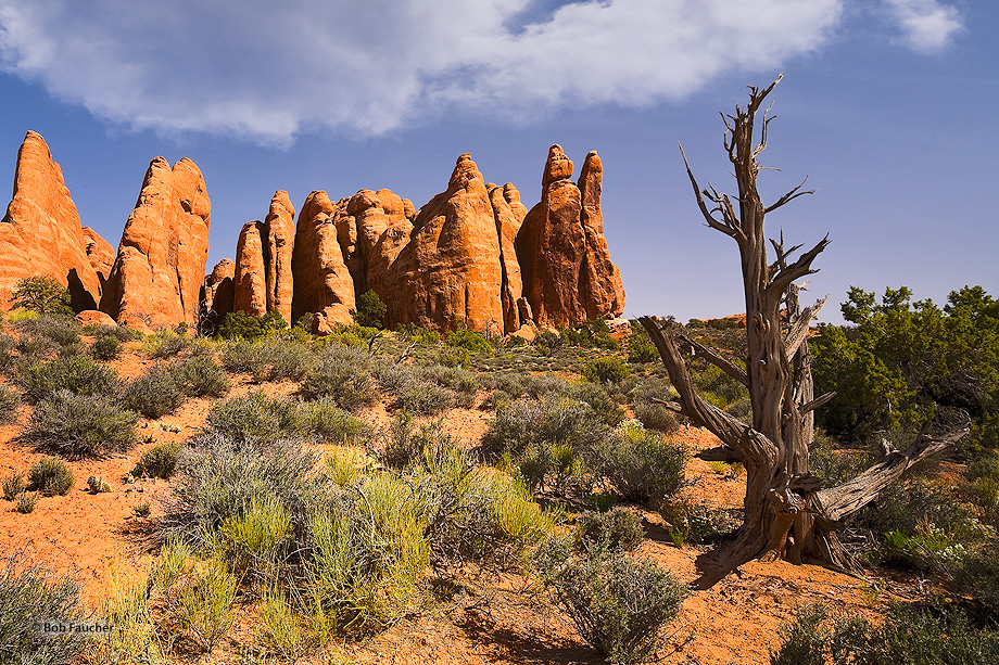 An entire world of monolith sandstone fins and towering narrow sandstone canyons awaits within the Fiery Furnace. A juniper skeleton...