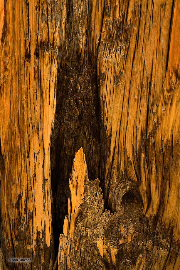 Fire scarred trunk