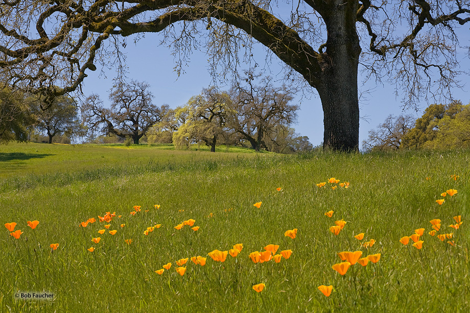 Spring finds the new grasses and poppies flourishing beneath the oaks in the foothills of Mendocino County.
