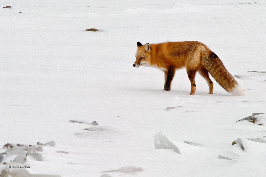 A red fox (Vulpes vulpes), focused on a potential meal, waits patiently to strike.