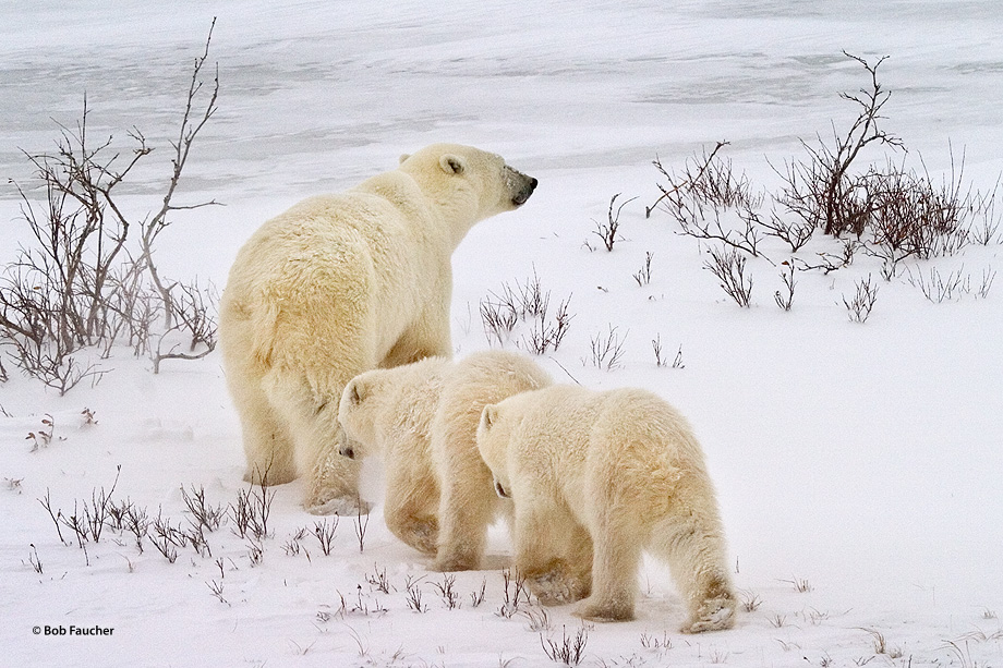 Young cubs follow their mother across a snowfield