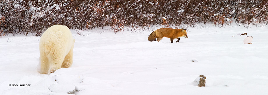 A polar bear pursues a red fox, who is in turn, in pursuit of an arctic hare
