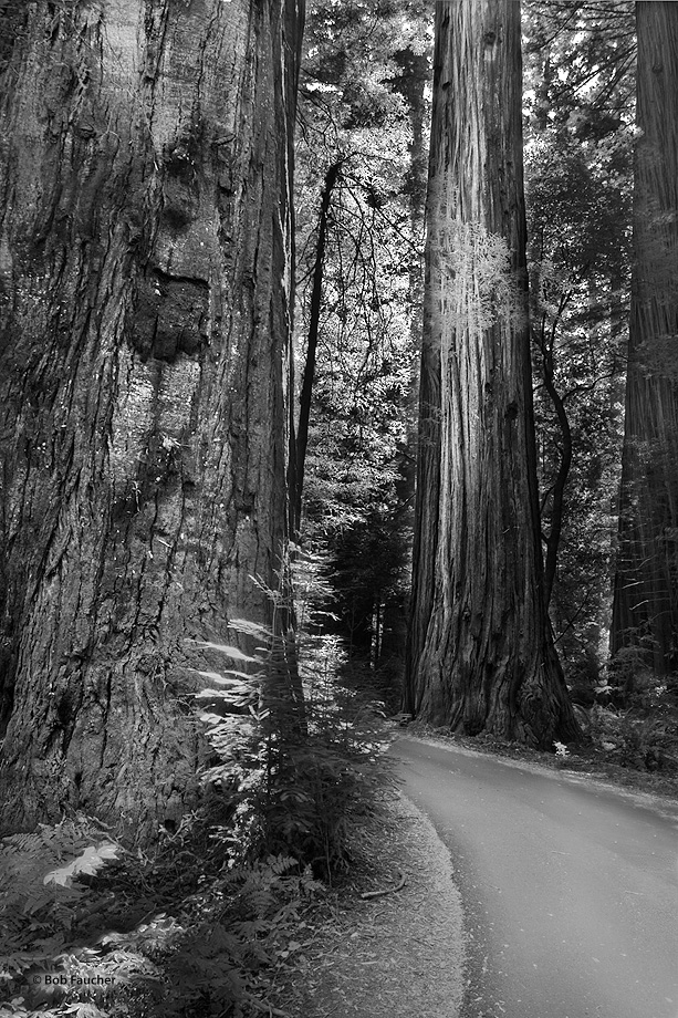 The road weaves its way through Founder's Grove allowing motorists the opportunity to experience the size of the world's tallest...