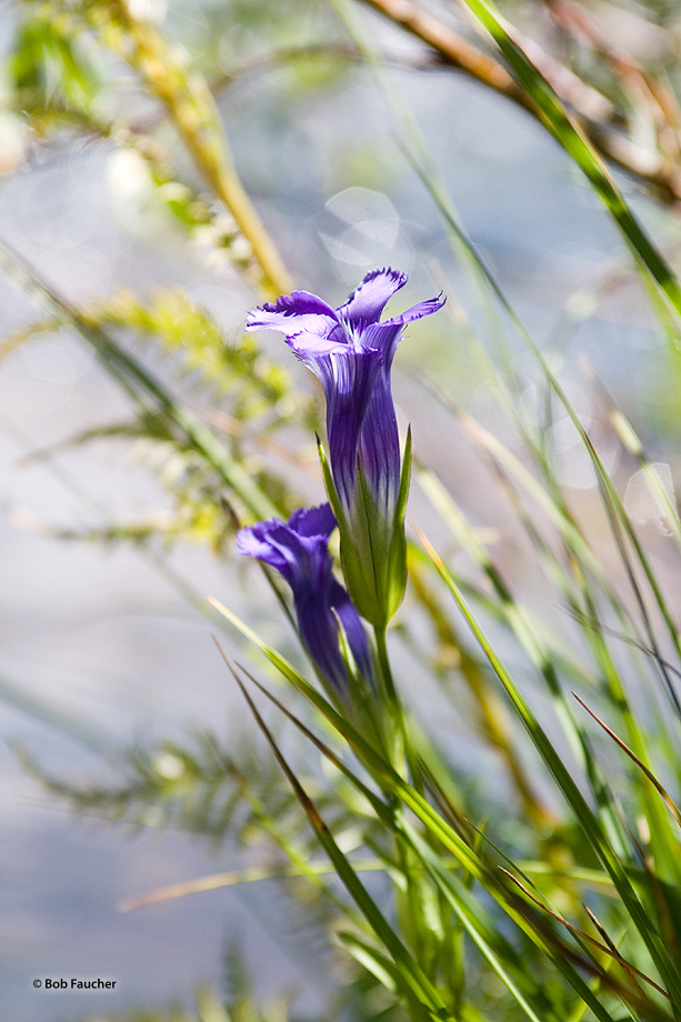 A biennial herbaceous species, (Gentianopsis crinita) native to eastern USA and eastern Canada. Fringed gentian flowers open...