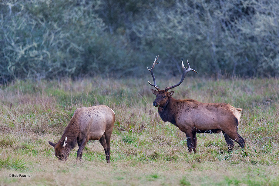 Bull elk watching over his herd of cows and calves stops to admire a young cow who is obviously pregnant