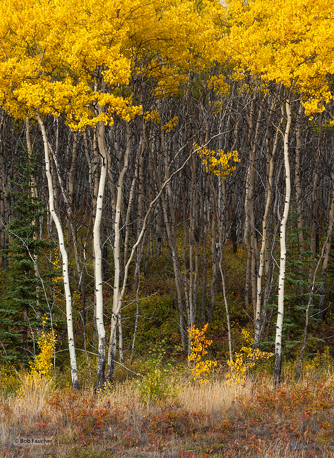 A stand of aspens along the Alaska Highway in Yukon