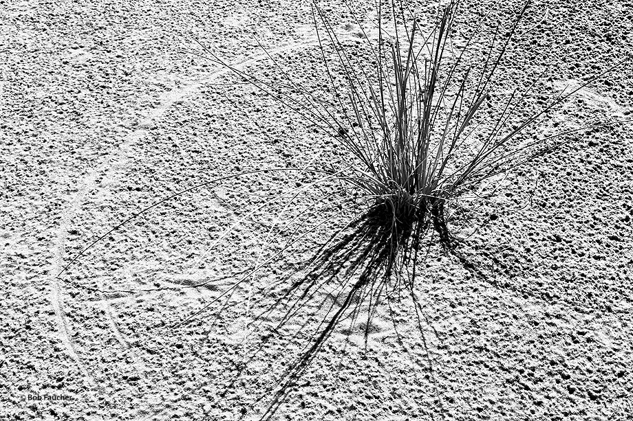 Wind causes blades of grass to trace arcs of smooth and compacted sand around a clump