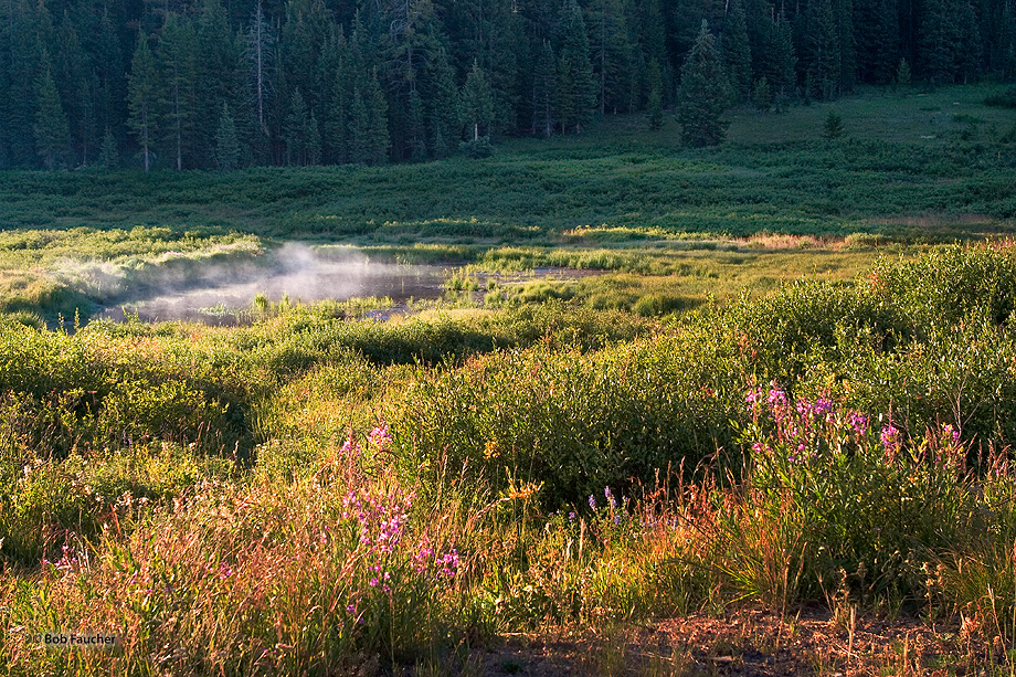 Morning light floods the col at Rabbit Ears Pass backlighting the rising steam and Fireweed flowers