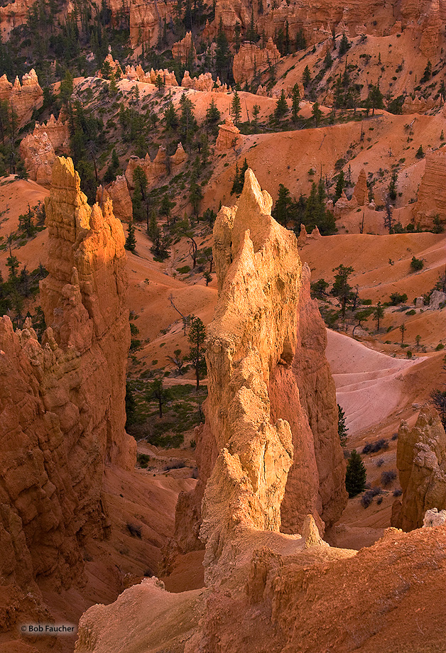 The top of a fin at Sunrise Point catches late afternoon light.
