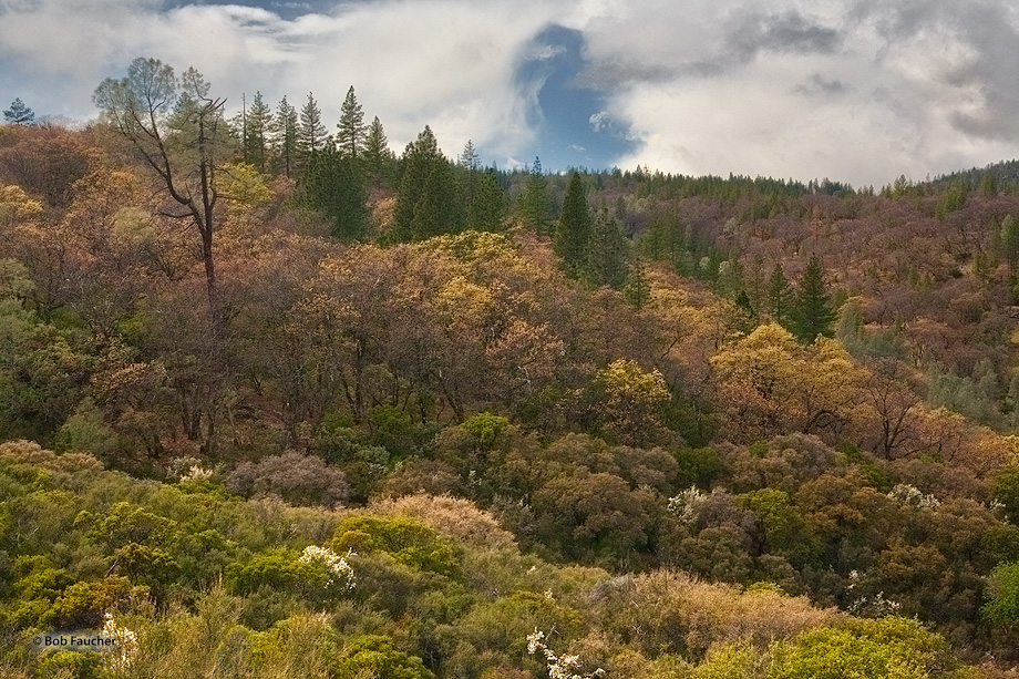 Spring arrives in High Valley, above Clear Lake, with a rush to leaf and bloom.