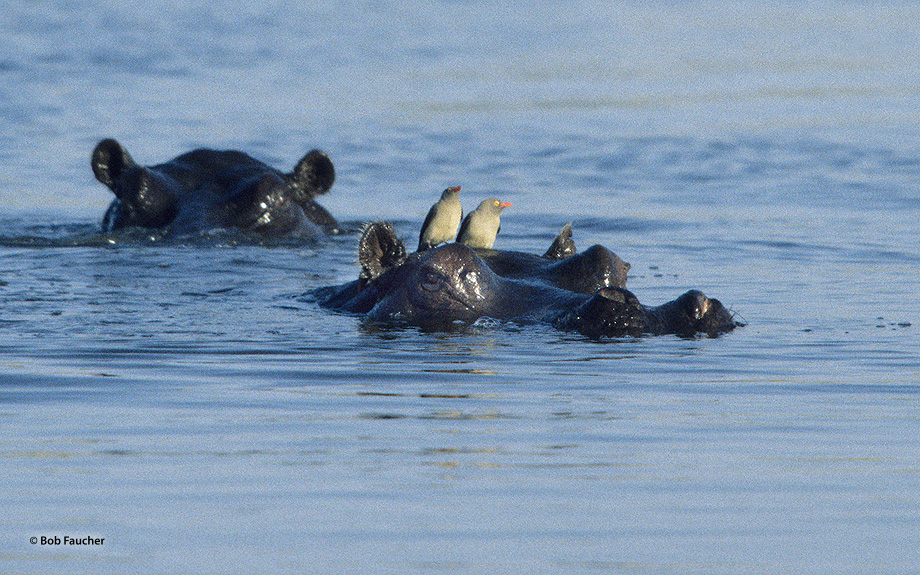 Red-billed oxpeckers (Buphagus erythrorhynchus) atop a Hippo in the Okavango River. The oxpeckers  feed almost exclusively on...