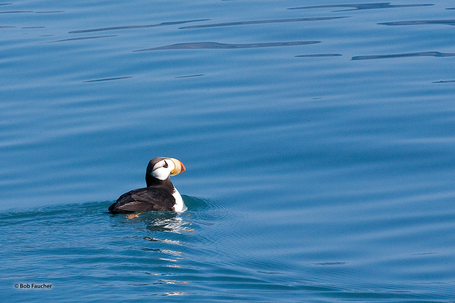 The horned puffin is an auk, similar in appearance to the Atlantic puffin; this bird's bill is yellow at the base and red at...