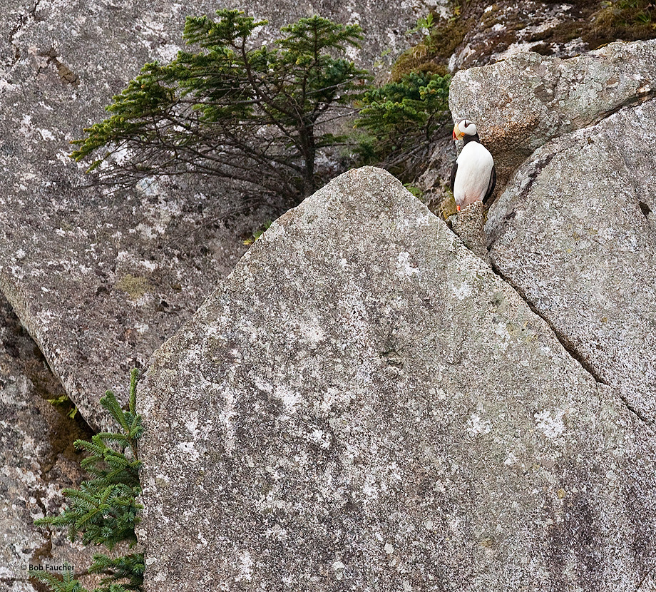 Horned Puffin on a rocky outcrop near its cliffside nest site. Pelagic birds, they only come ashore to nest.