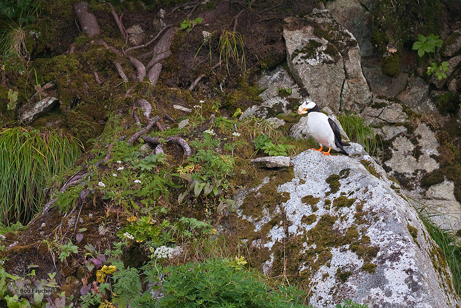 Horned Puffin on a rocky outcrop near its cliffside nest site. Pelagic birds, they only come ashore to nest.