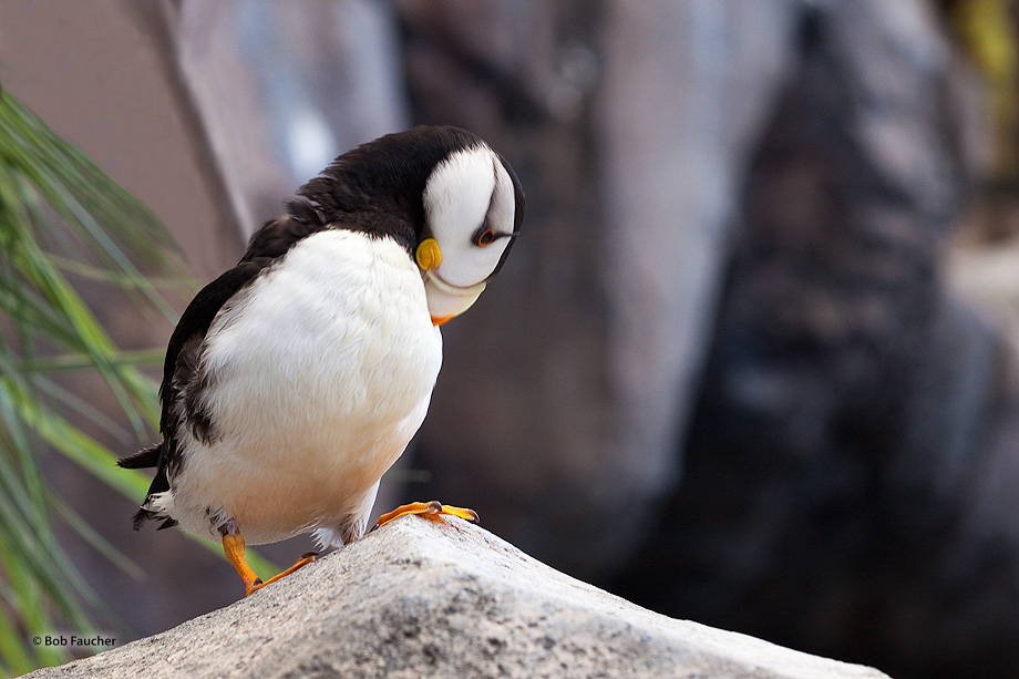 Preening Horned Puffin on a rocky outcrop near its cliffside nest site