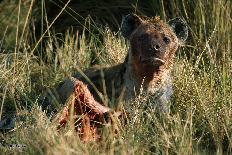 The spotted hyena (Crocuta crocuta) is a highly successful animal, being the most common large carnivore in Africa. Its success...