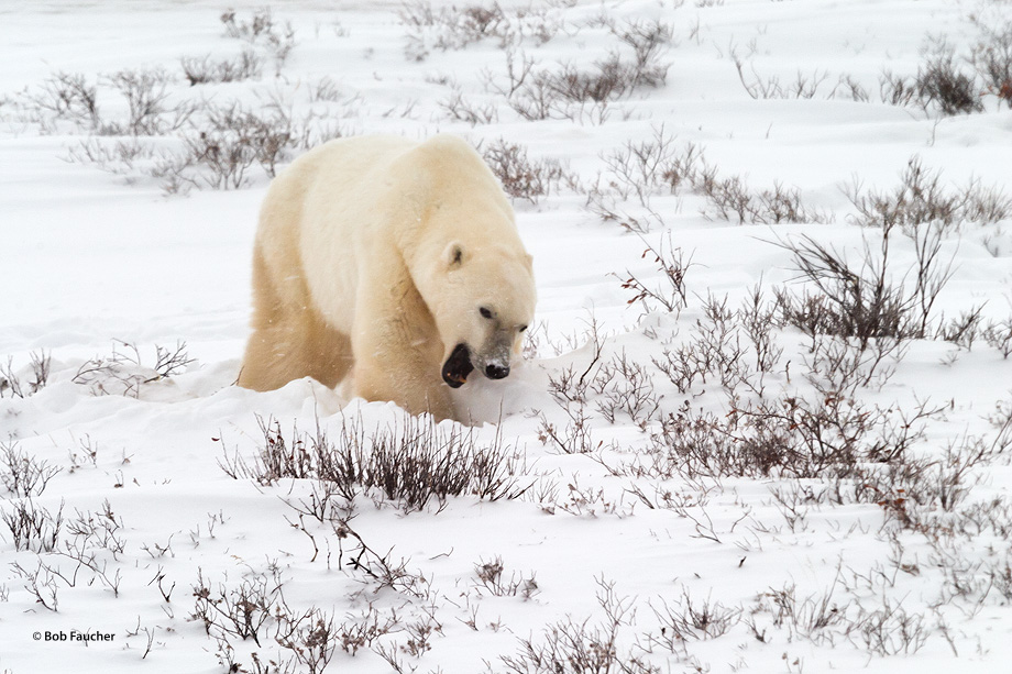 Polar bear in pursuit of small prey