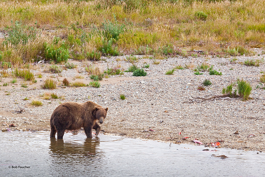 Brown bear foraging among the salmon carcasses lining the bank of Moraine Creek