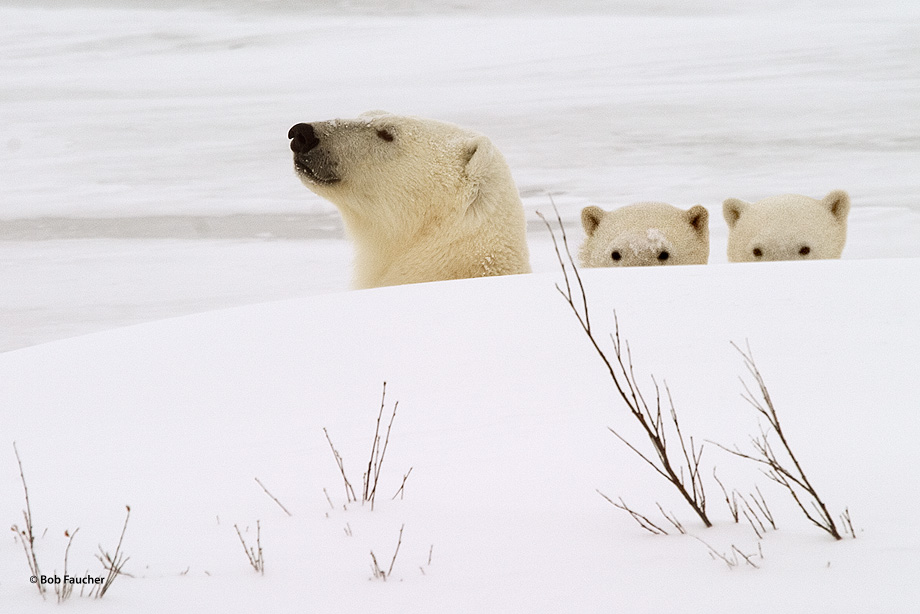 Two cubs and mother polar bear (Ursus maritimus) hide behind a snow berm, occasionally peeking up to keep an eye on me.